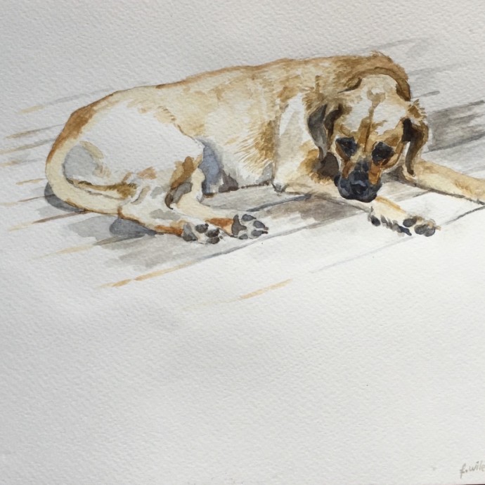 "Ruby", 8 x 10, Watercolour, 2015. 